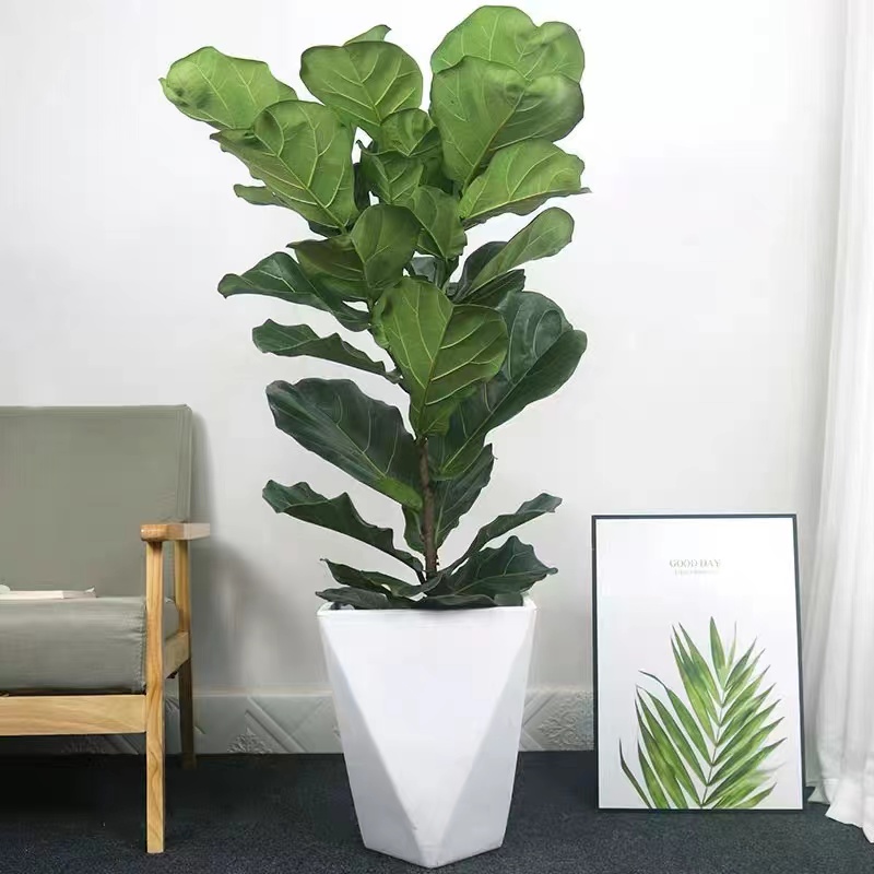 室内绿植租摆