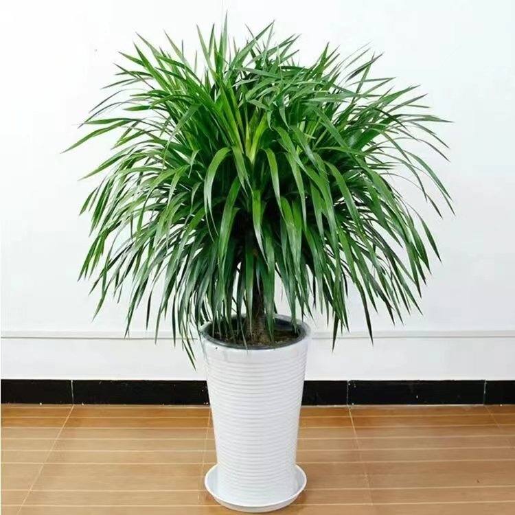 室内绿植租摆