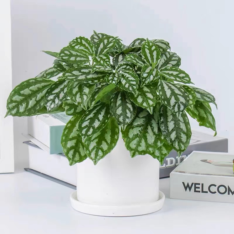 植物租赁养护过程中不烂根的小窍门